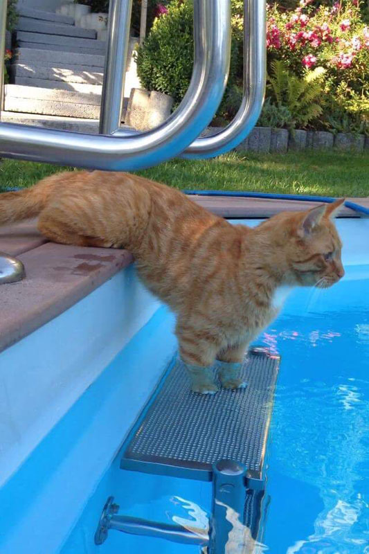 Katze geht im Pool baden